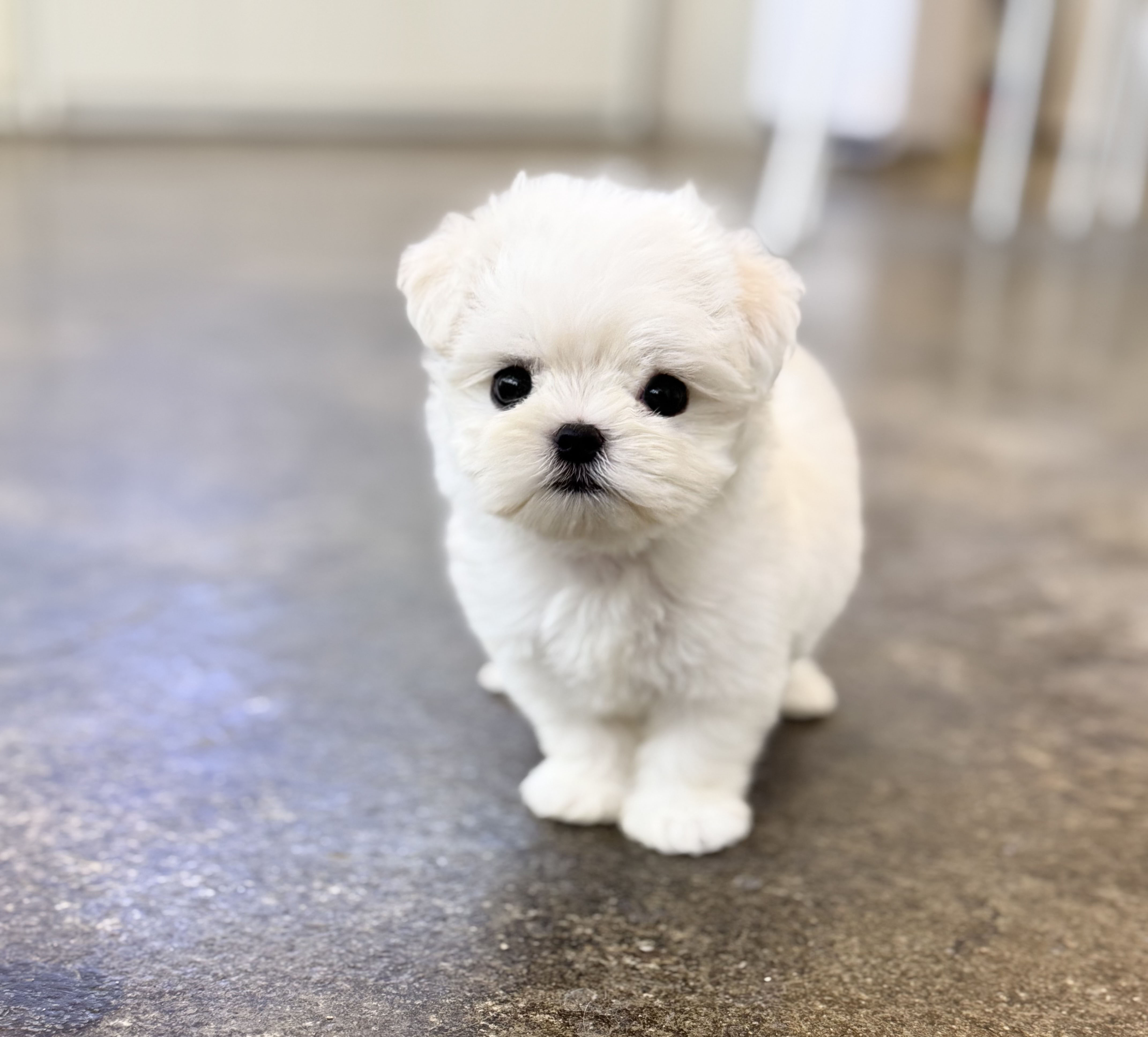 말티즈 분양합니다!