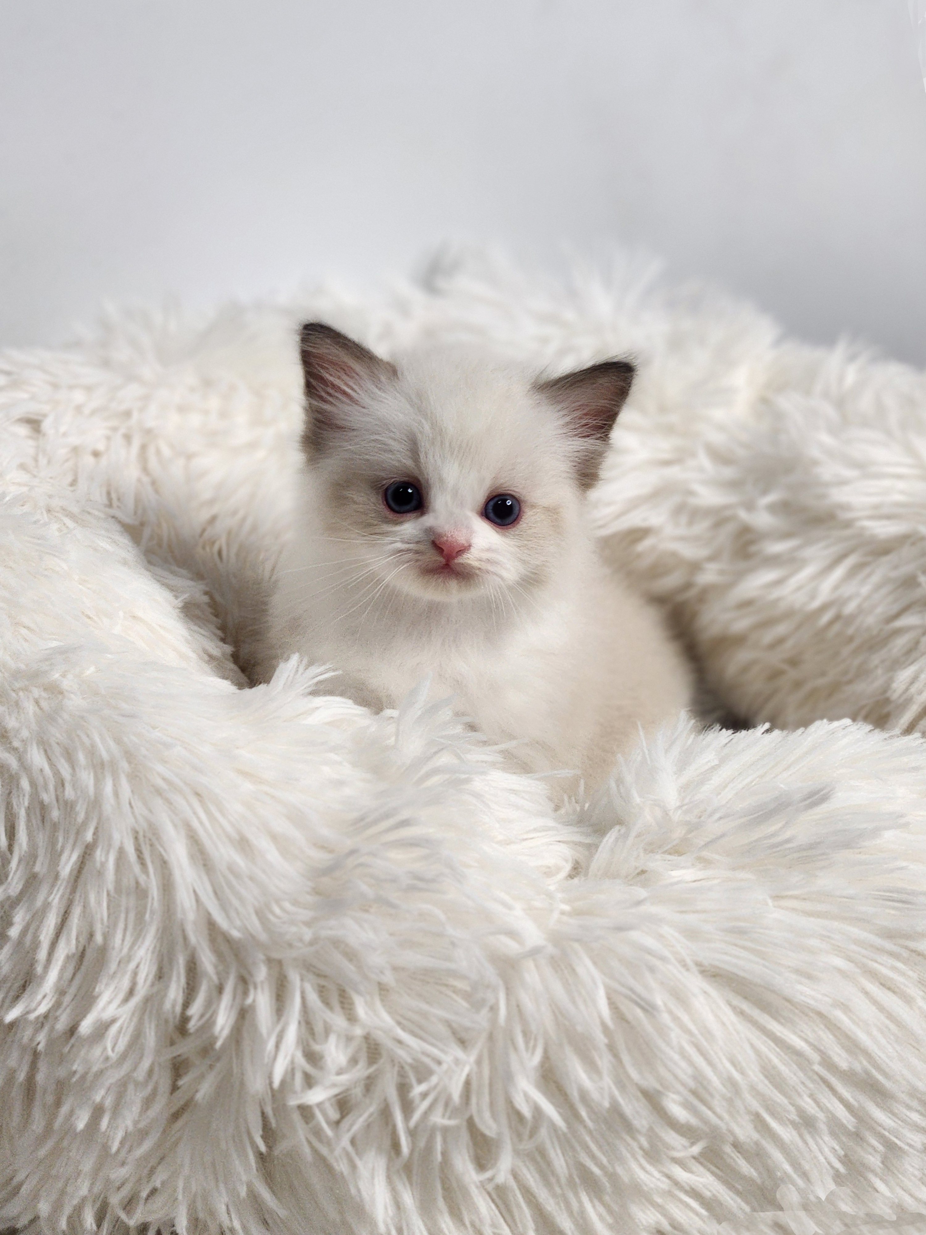 렉돌 분양합니다