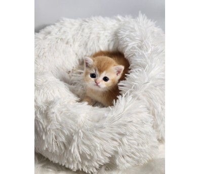 브리티시 분양합니다