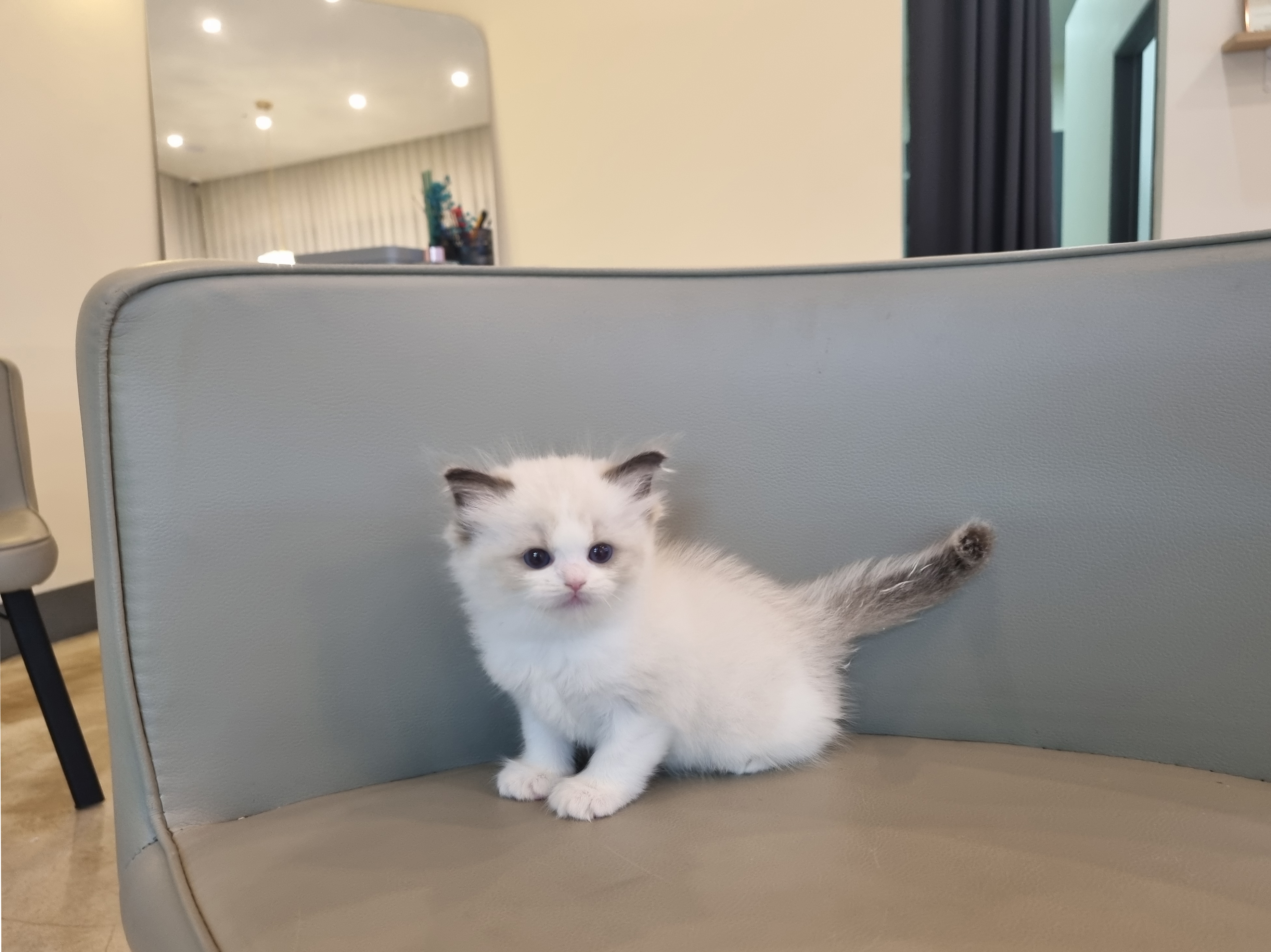 렉돌 분양합니다