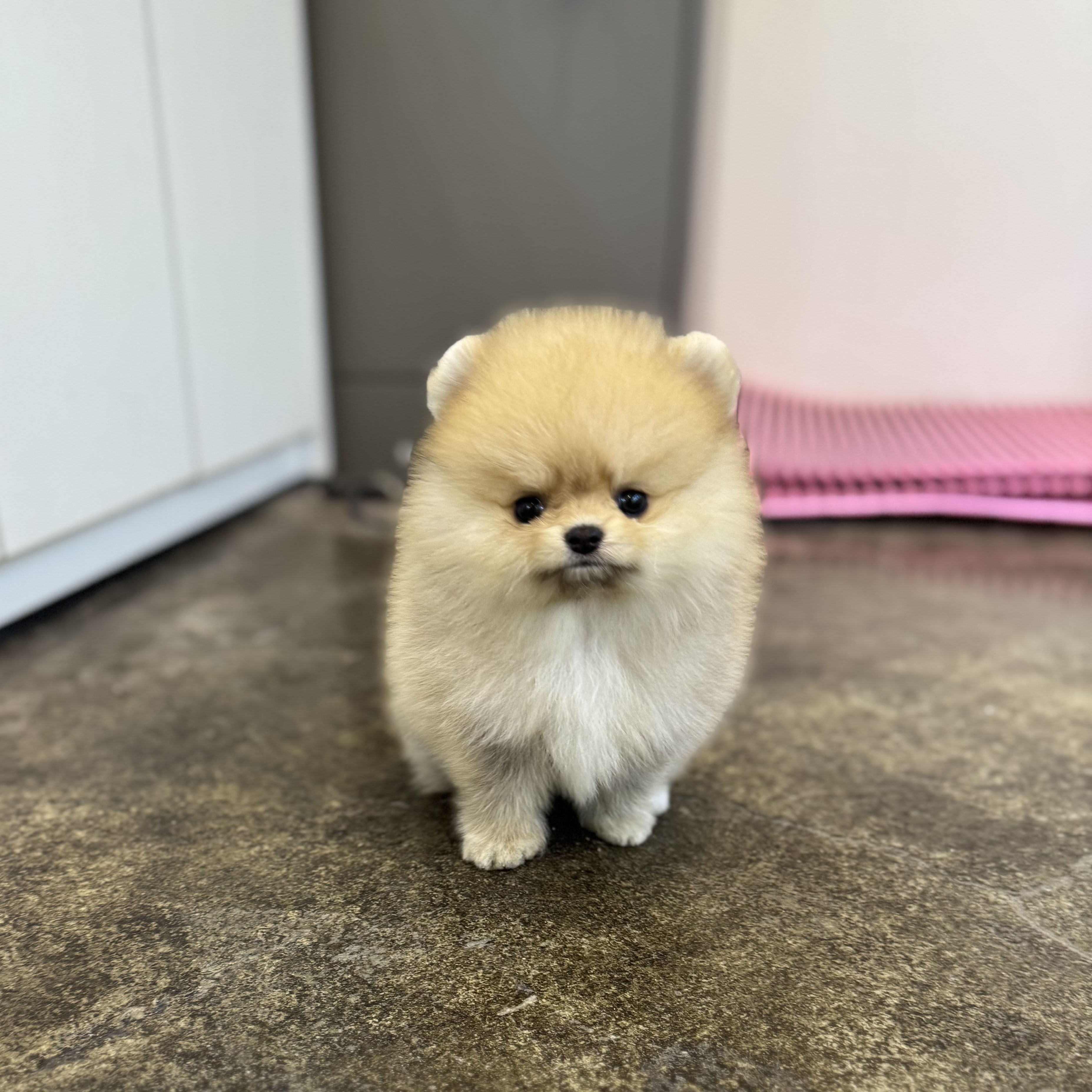 포메라니안 분양합니다