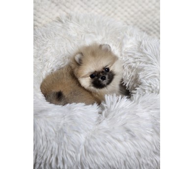 포메라니안 분양합니다