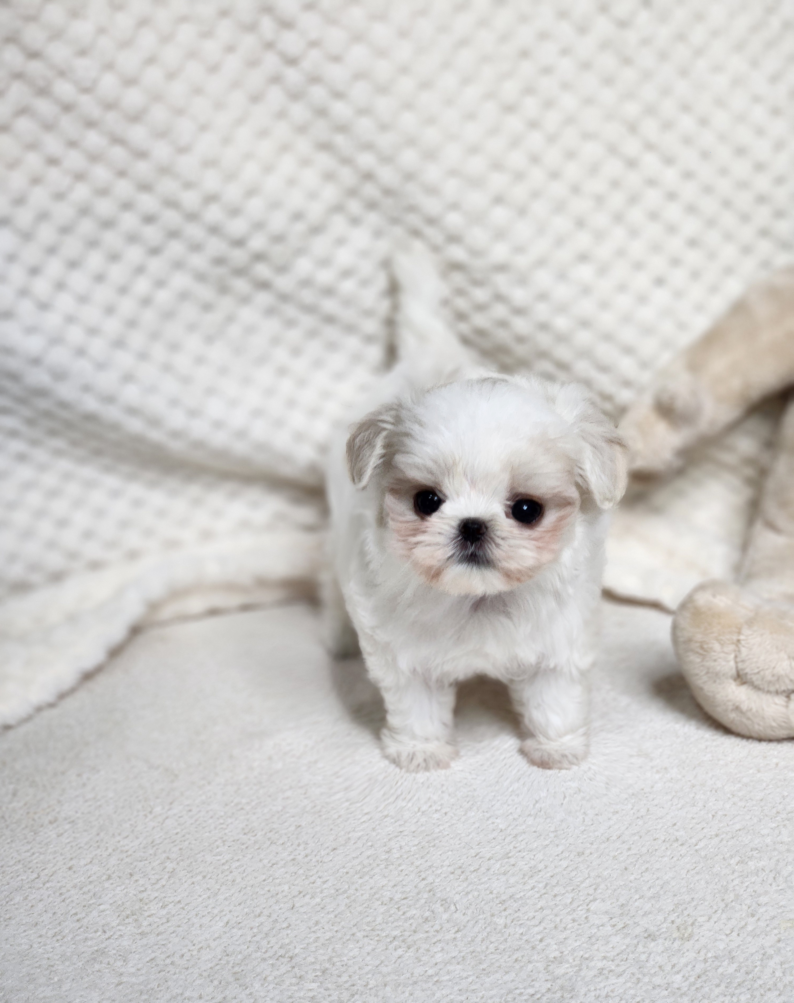 말티푸 분양합니다