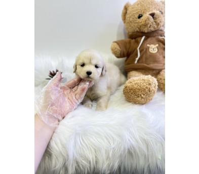 골든리트리버 분양합니다