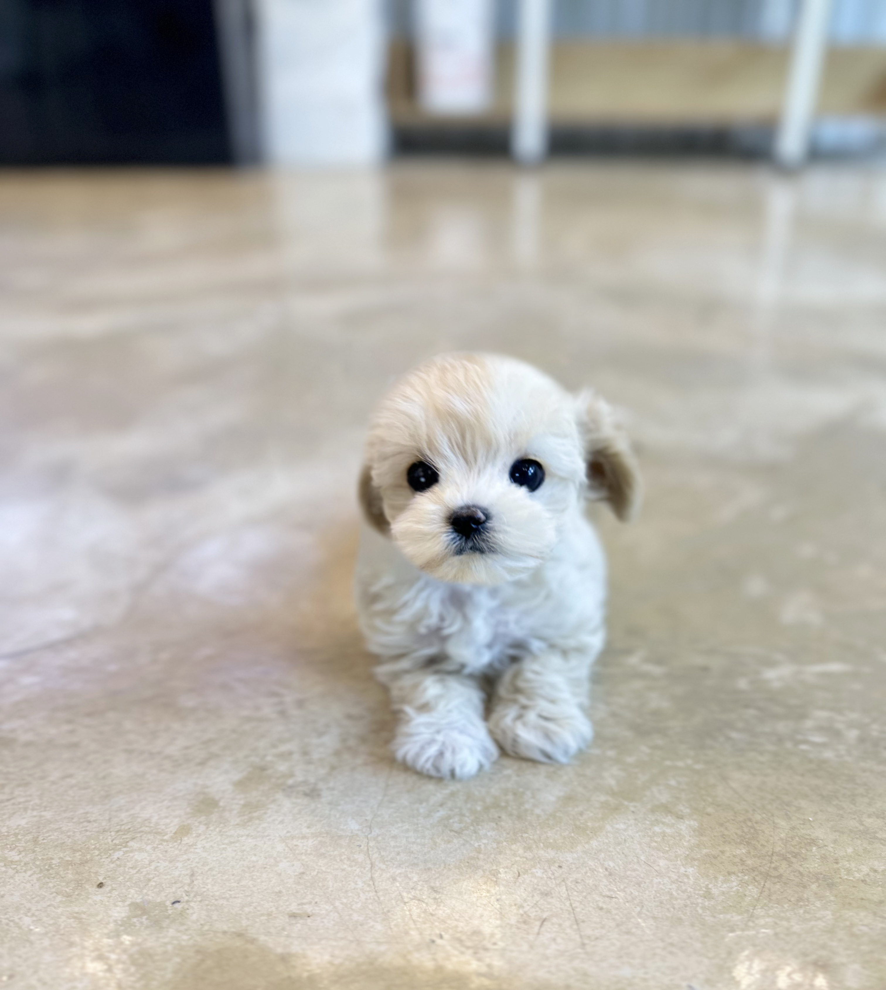 말티푸 분양합니다