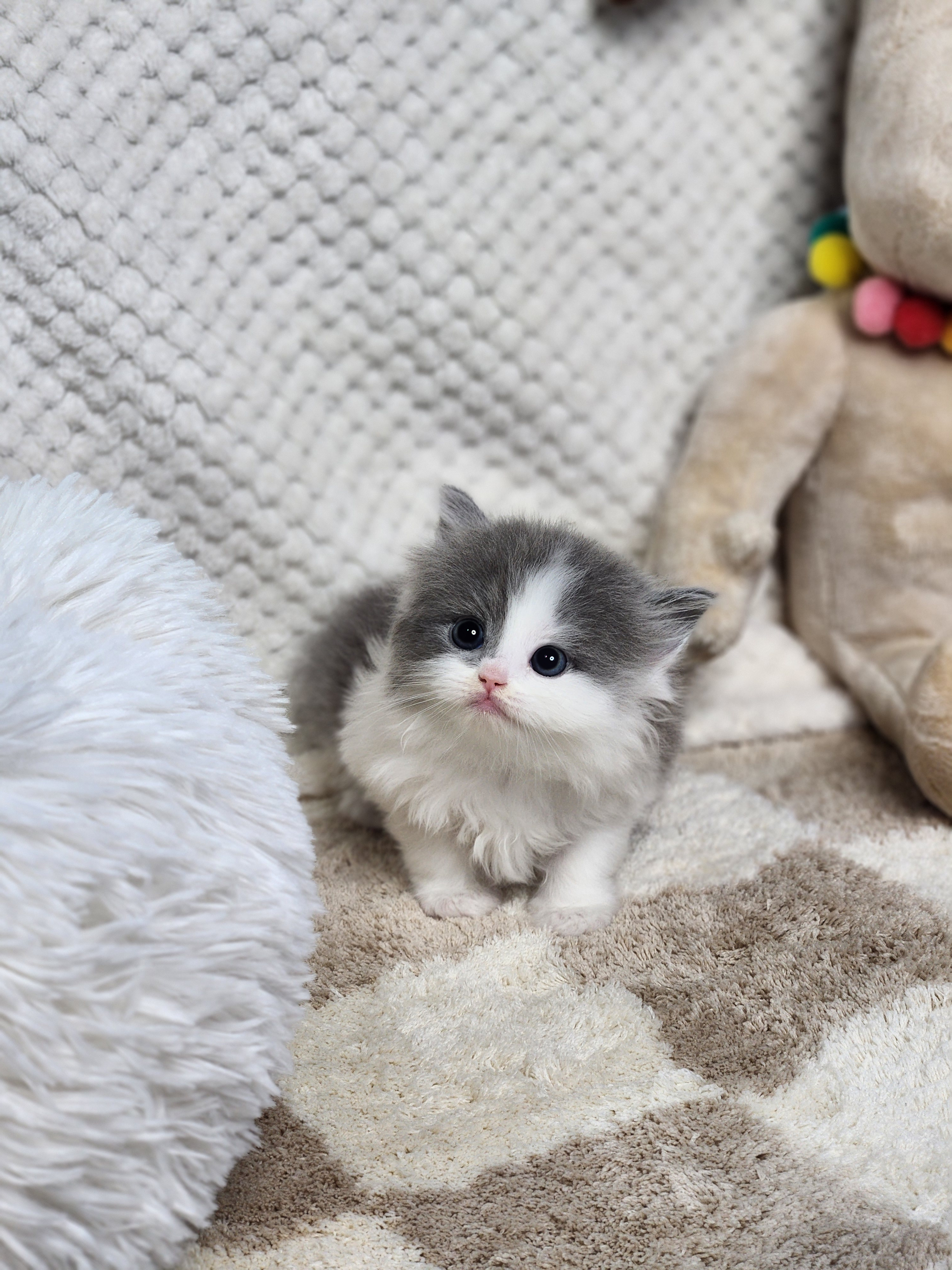 브리티쉬숏헤어 분양합니다