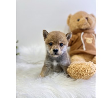 시바견 분양합니다