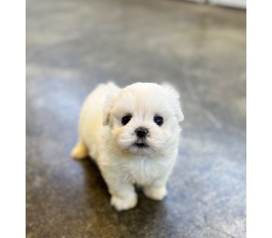 말티푸 분양합니다