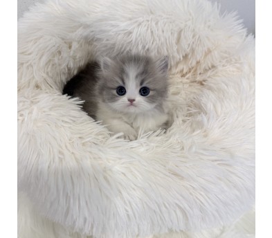 먼치킨 분양합니다