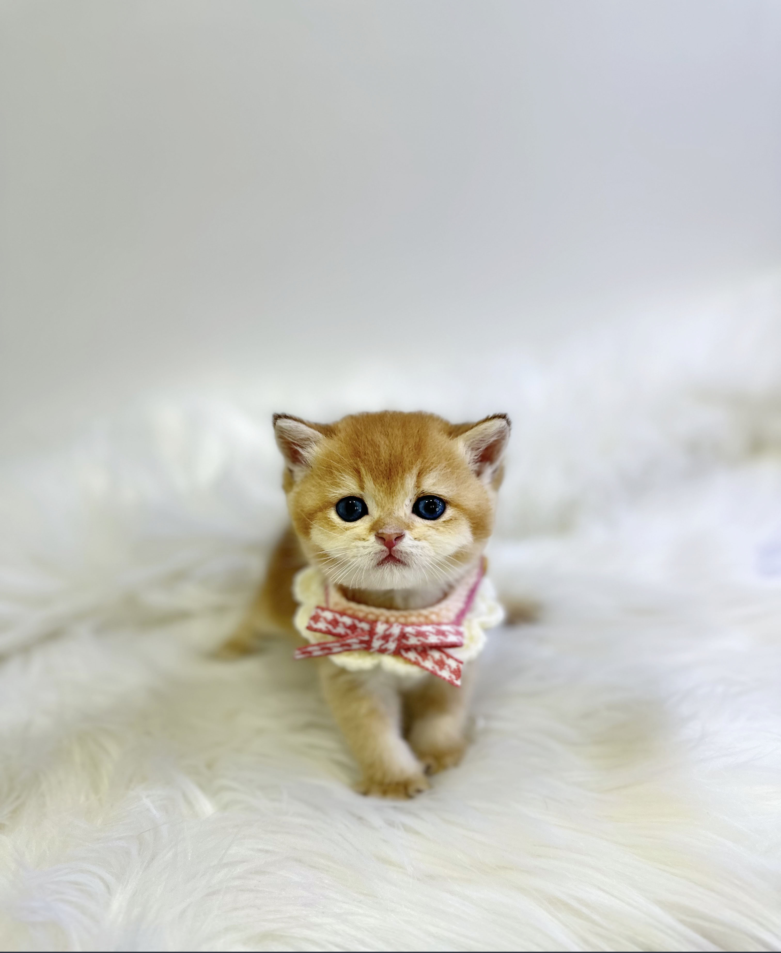 브리티시 분양합니다