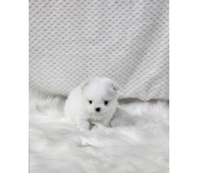 말티폼 분양합니다!