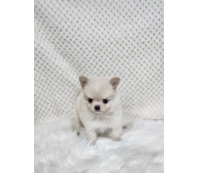 치와와 분양합니다!