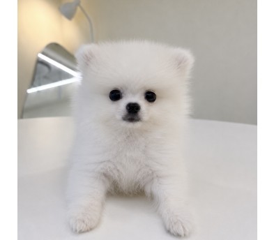포메라니안(바다)(분양중)